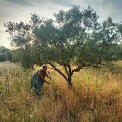 Tisane Les Trois Gardiennes-Olivier, Myrte, Epine-vinette