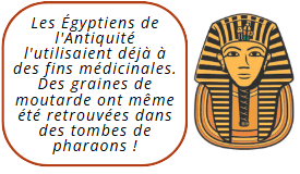 egypte